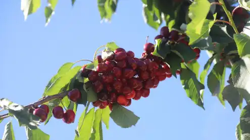 Economic Watch: How Chile's cherries learn to ignore Chinese Lunar New Year